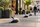 Tre svartvita designsuggor i cement, formade som ejderfåglar, på en stenlagd trottoar i stadsmiljö.